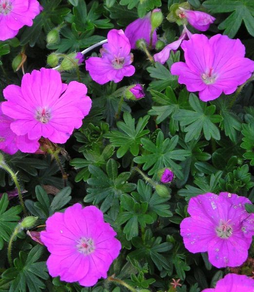 Geranium sanguineum 'Max Frei'